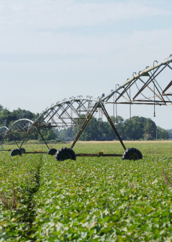 Irrigation